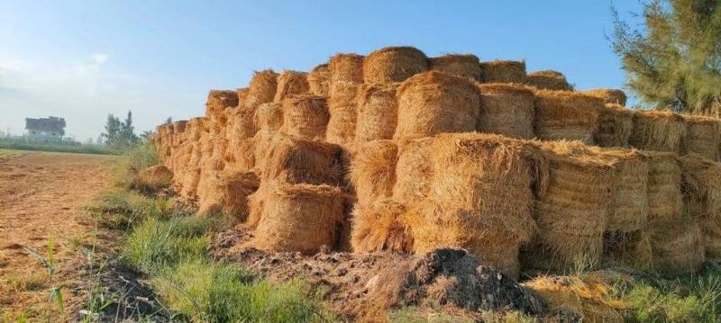 المزارعون يحرصون على الاستفادة من منظومة تدوير قش الأرز في صناعة الأعلاف بمنطقتي شرق القناة وكفر الشيخ