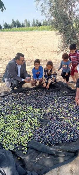 قطاع استصلاح الأراضي: حصاد الزيتون في 6 آلاف فدان بمنطقة شرق القناة