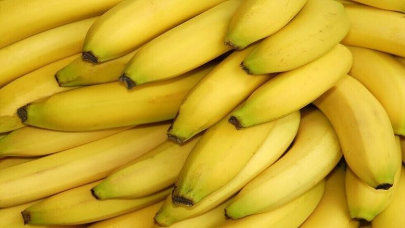 الموز مغذ للغاية