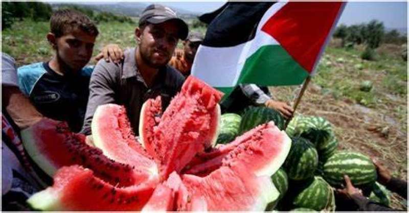 البطيخ يدخل الحرب.. لماذا اسُتخدمت هذه الفاكهة للتضامن مع غزة؟