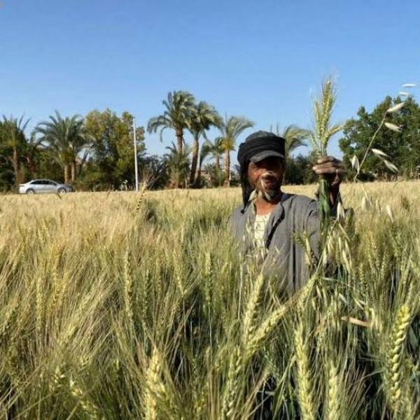 «الزراعة» تنشر في المحافظات لمتابعة زراعة القمح وتوعية المزراعين بالأساليب الحديثة