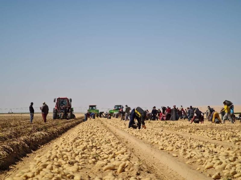 ”الزراعة” تكشف عن أبرز أنشطة مشروع مكافحة وحصر العفن البني في البطاطس خلال نوفمبر الماضي