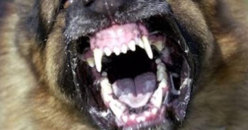 قرار عاجل من النيابة ضد المتهم بالاعتداء على كلب بالمقطم