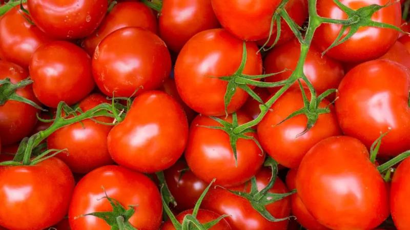 حزب السعادة التركي يعارض استمرار تصدير الطماطم الي الكيان الصهيوني ويقيل عضو هيئته العليا