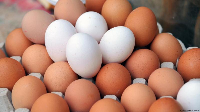 شعبة بيض المائدة: افتحوا التصدير للحفاظ على المنتجين (خاص)