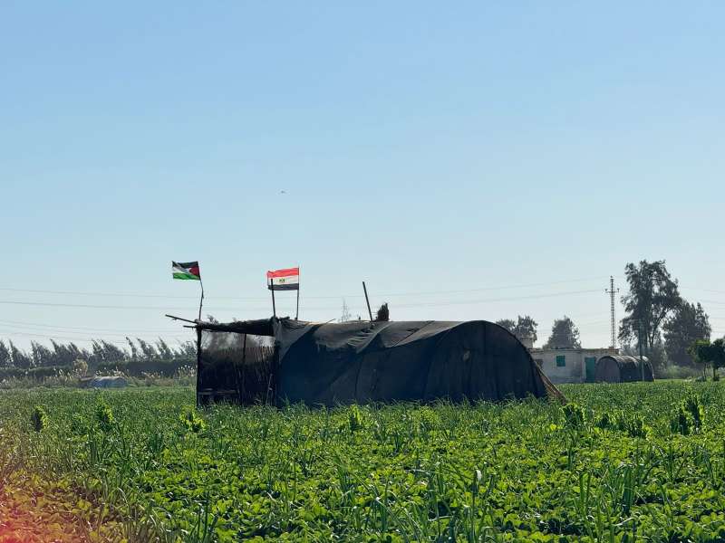 فلسطين حاضرة من وسط حقول البحيرة..الفلاحين يرفعوا أعلام فلسطين وسط الأراضي