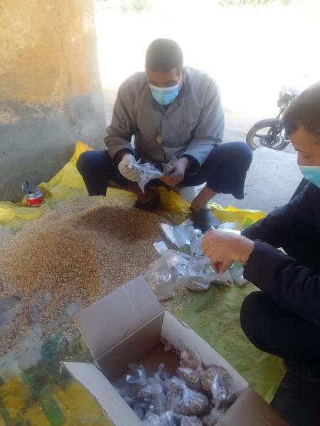 زراعة الشرقية: استمرار فعاليات حملة صيانة محصول القمح بمراكز ومدن المحافظة
