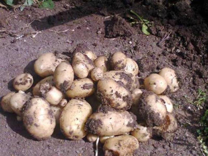 الزراعة.. تكشف عن أبرز أنشطة مشروع مكافحة وحصر العفن البني في البطاطس من يناير وحتى منتصف فبراير