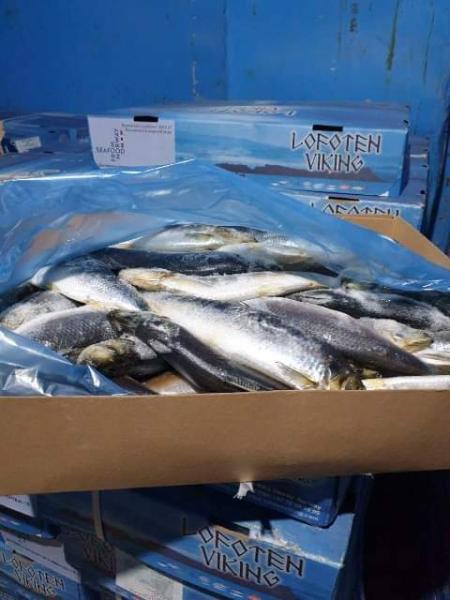 بيطري الشرقية: ضبط طن أسماك ورنجة مخالفة