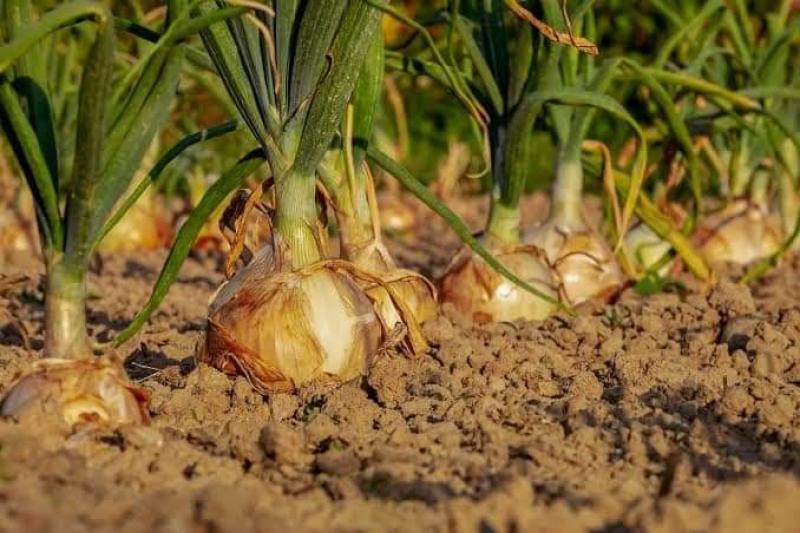 ”أمراض النباتات” يصدر توصيات هامة لمزارعي البصل والثوم