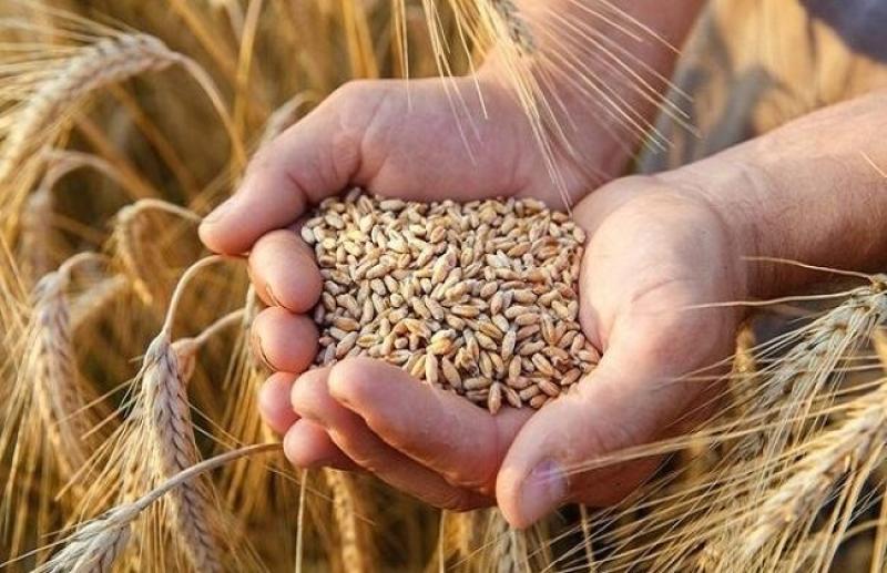 الحجر الزراعي: مصر استوردت 9.5 مليون طن من محصول القمح في 2022
