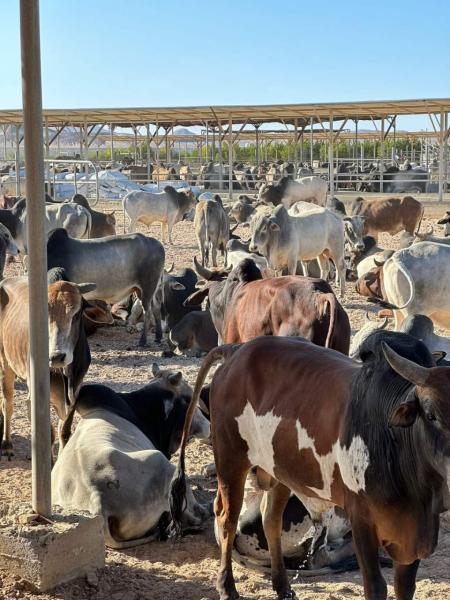 لمواجهة ارتفاع الأسعار.. وصول 1500 رأس ماشية سوداني لمجزر وادي دارا برأس غارب