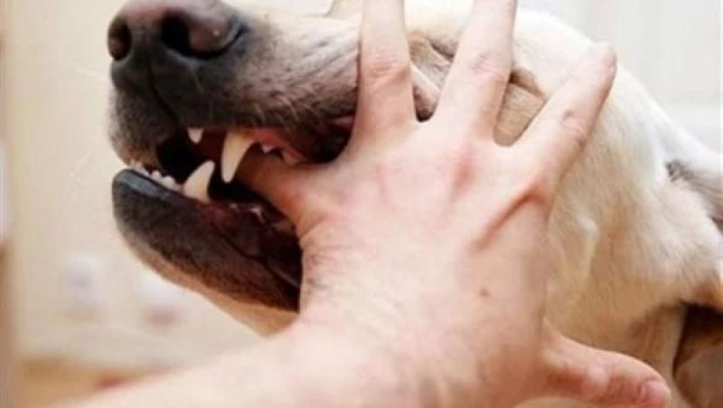 إصابة 11 شخصًا عقرهم كلب ضال بسوهاج