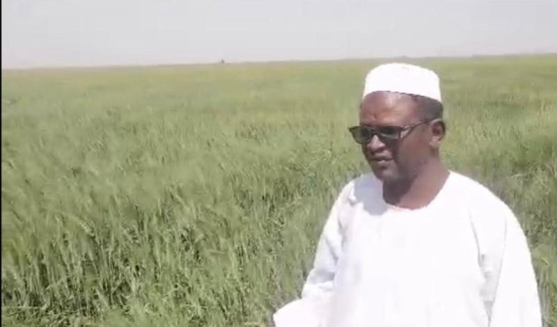 الدخيري يؤكد على دور مشروع الجزيرة كبذرة أمل للأمن الغذائي في السودان رغم تحديات الحرب