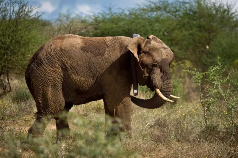 بوتسوانا تهدد بارسال 20 الف فيل الي المانيا