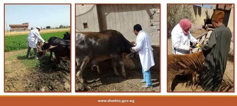 بيطري الشرقية: تحصين (١٨٨ ألفا و٦٩٢) رأس ماشية ضد مرضى الحمى القلاعية والوادي المتصدع
