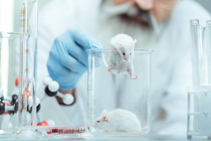 هل تتلاعب فئران التجارب بنتائج الاختبارات العلمية؟.. دراسة علمية حديثة: الاختبارات السلوكية ربما تكون أكثر تعقيدا من مجرد إتيان الفعل مقابل الحصول على مكافأة