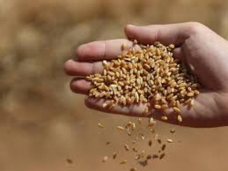 الزراعة: الحجر الزراعي ينجح في تسهيل دخول شاحنات محملة بـ 63 ألف طن قمح ومعلقة بالموانيء الروسية