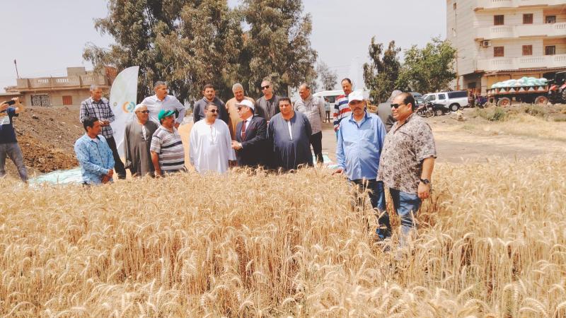 البحيرة: يوم لحصاد القمح بمركز دمنهور ضمن مبادرة ”ازرع”