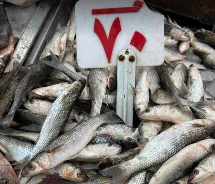 بعد حملة مقاطعة الأسماك ببورسعيد.. مطالبة برلمانية للحكومة بتشديد الرقابة على الأسواق ونشر الحملات التوعوية حول تطبيق رادار الأسعار