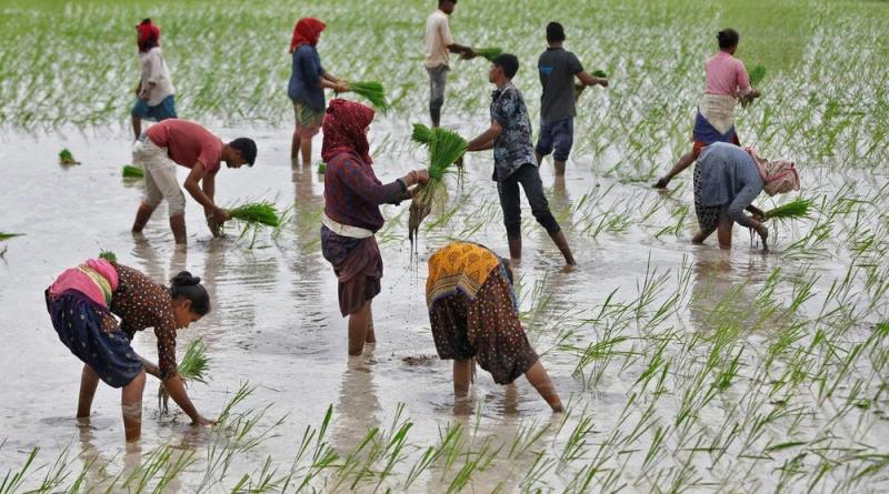 «الزراعة»: أكثر من مليون فدان أرز لتلبية احتياجات المواطنين (خاص)