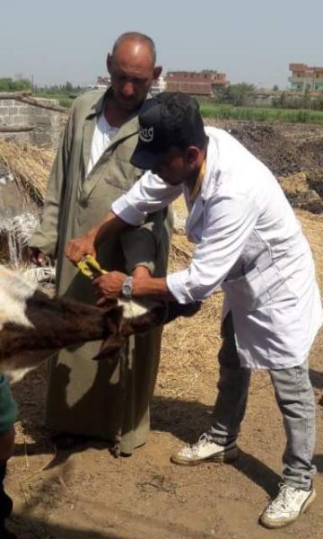 بيطري الشرقية: تحصين (٥٨٦ ألفا و ٢٦٤ ) رأس ماشية ضد مرضى الحمى القلاعية والوادي المتصدع