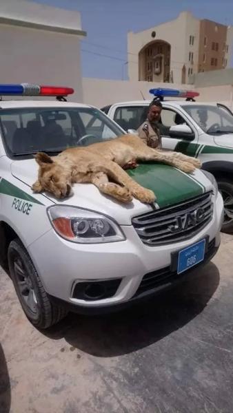 الاسد القتيل في درنة الليبية