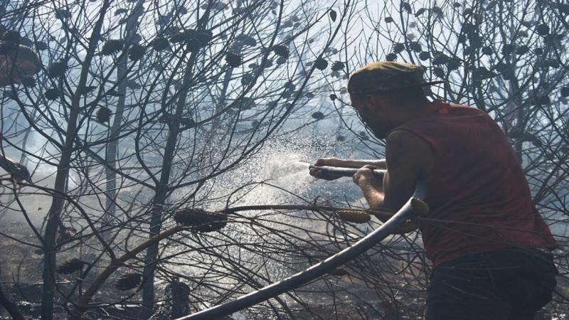اندلاع حرائق غابات في عدة ولايات جزائرية