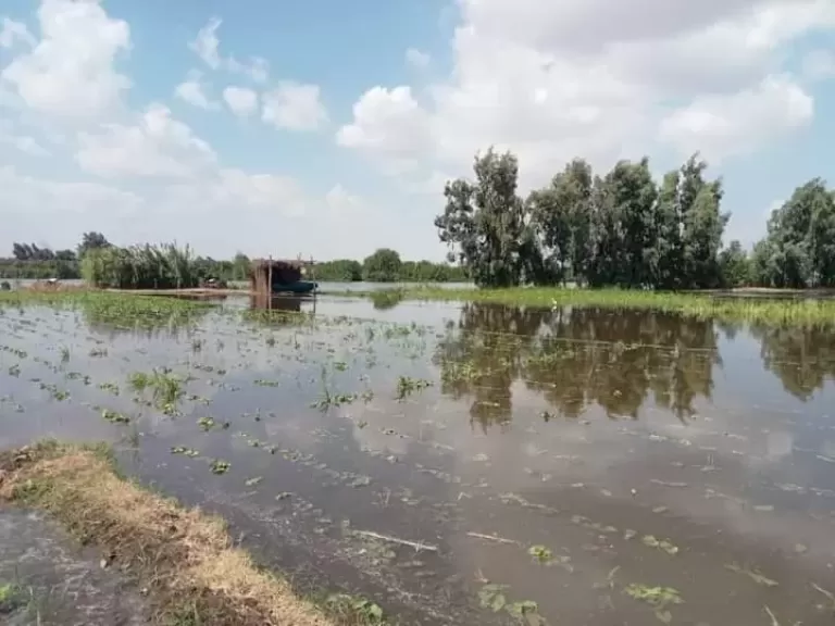 مأساة كل عام.. مياه النيل تغرق أراضي وأفدنة المزارعين في المنوفية