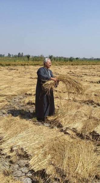 نقيب الفلاحين: ينفي إرتفاع اسعار الارز