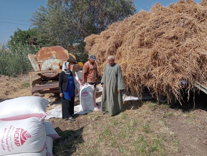 ”الزراعة” : جمع وتدوير ٨٤٨  ألف طن من قش الأرز في ٦ محافظات حتى الآن