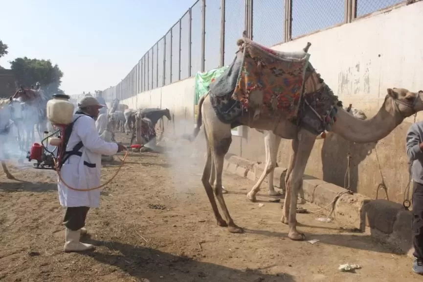 الزراعة : علاج وفحص 1800 راس مجانا بمنطقة نزلة السمان بالهرم في اطار البرنامج الوطني لحماية الخيول والإبل والحيوانات الاليفة