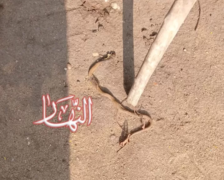 الثعبان