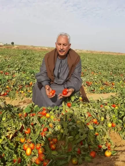 نقيب الفلاحين: انهيار اسعار الطماطم كان متوقعا