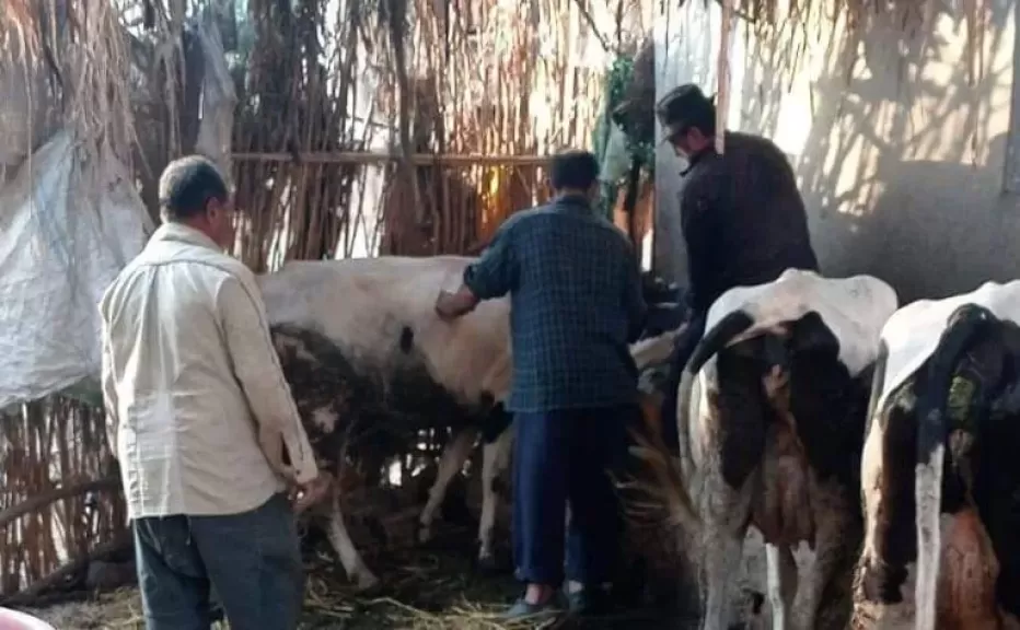 غدًا.. انطلاق الحملة القومية للتحصين ضد مرضى الحمى القلاعية بكفر الشيخ