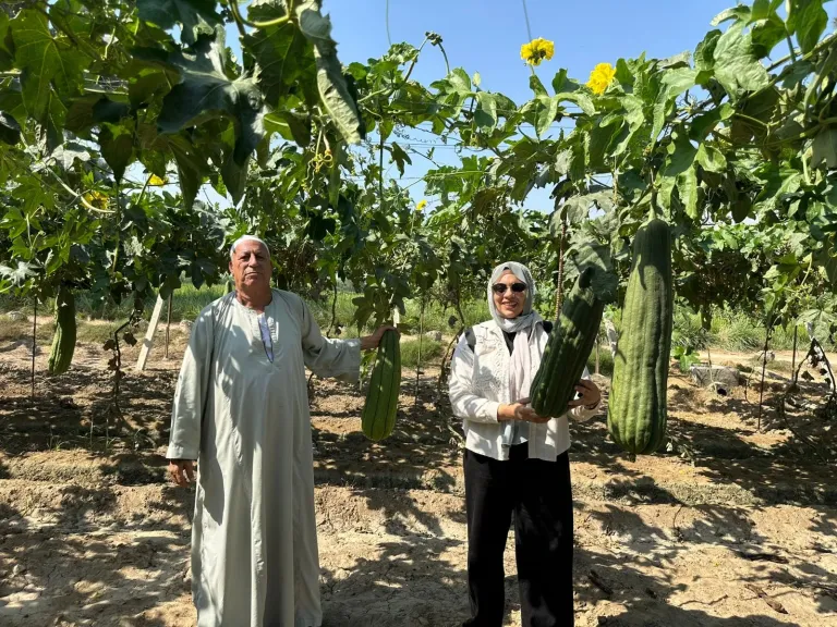 فيديو| مصدر للعملة الأجنبية..زراعة وتصنيع اللوف المصري كنز مجهول وتجارة مربحة