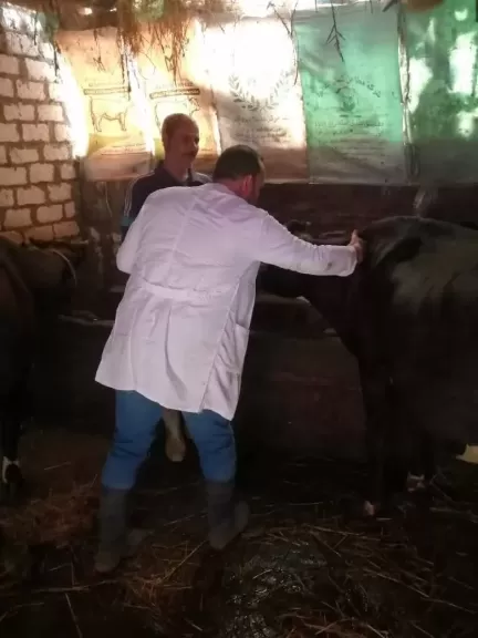محافظ الدقهلية: أكثر من 172 ألف رأس ماشية تحصنت ضد الحمى القلاعية
