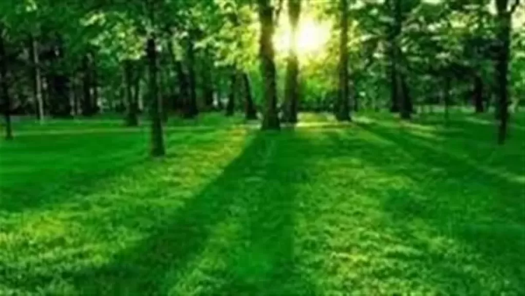 تفسير حلم رؤية أرض خضراء بالمنام