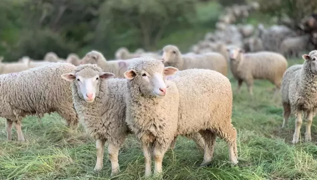 كيف تختار الأضحية الصحيحة.. طبيبة بيطرية توضح