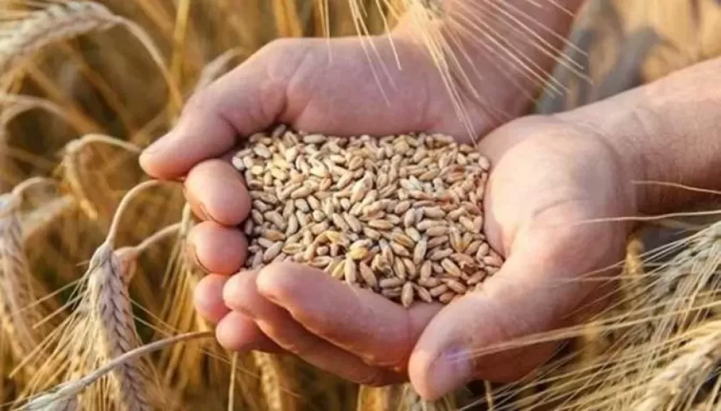 وزير الزراعة: المساحة المزروعة من القمح المحلي بلغت أكثر من 3.1 مليون فدان.. وتوقعات بارتفاعها بنحو 10%