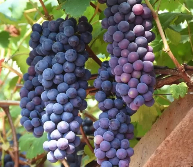 عنب