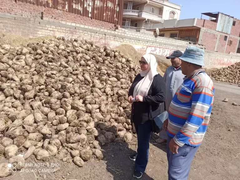 توريد محصول البنجر من المزارعين إلى شركة الدقهلية لصناعة وتكرير السكر