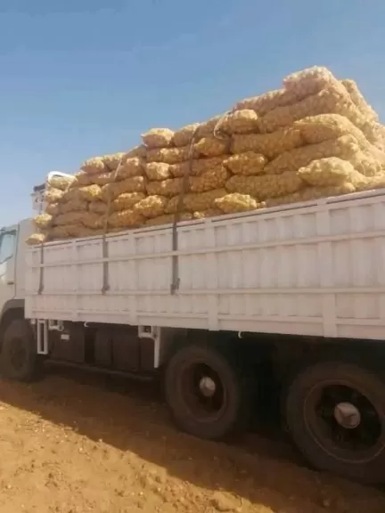سلامة الغذاء: البطاطس والبصل يتصدران قوائم التصدير المصرية