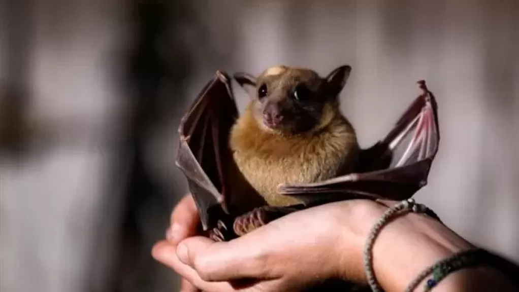 تفسير حلم رؤية خفاش بالمنام