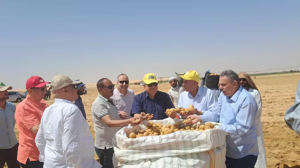 نجاح حصاد تقاوي البطاطس المصرية بالوادي الجديد