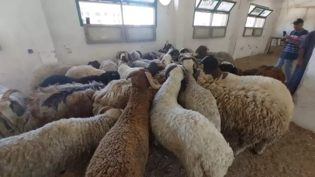 زراعة البحر الأحمر توفر خراف الأضاحي بسعر 220 الكيلو قائم