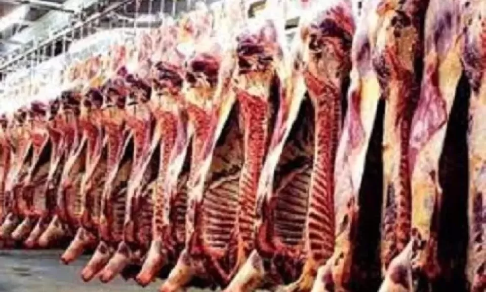 الزراعة: تخفيضات 20% على الأضاحي.. وضخ كميات كبيرة من اللحوم في المنافذ استعدادا لعيد الأضحى