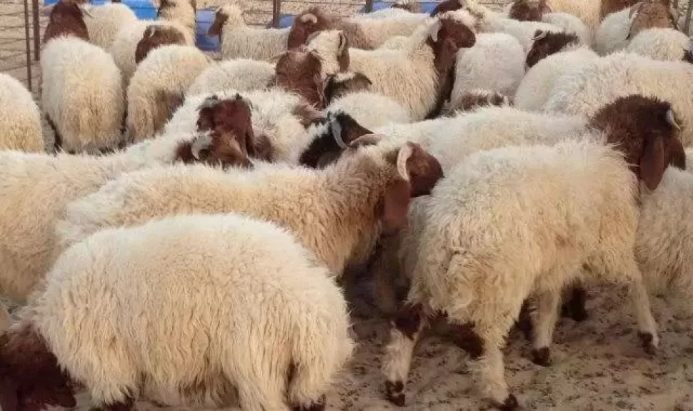 عيد الأضحى 2025.. نصائح للتخلص الآمن من مخلفات ذبح الأضاحي