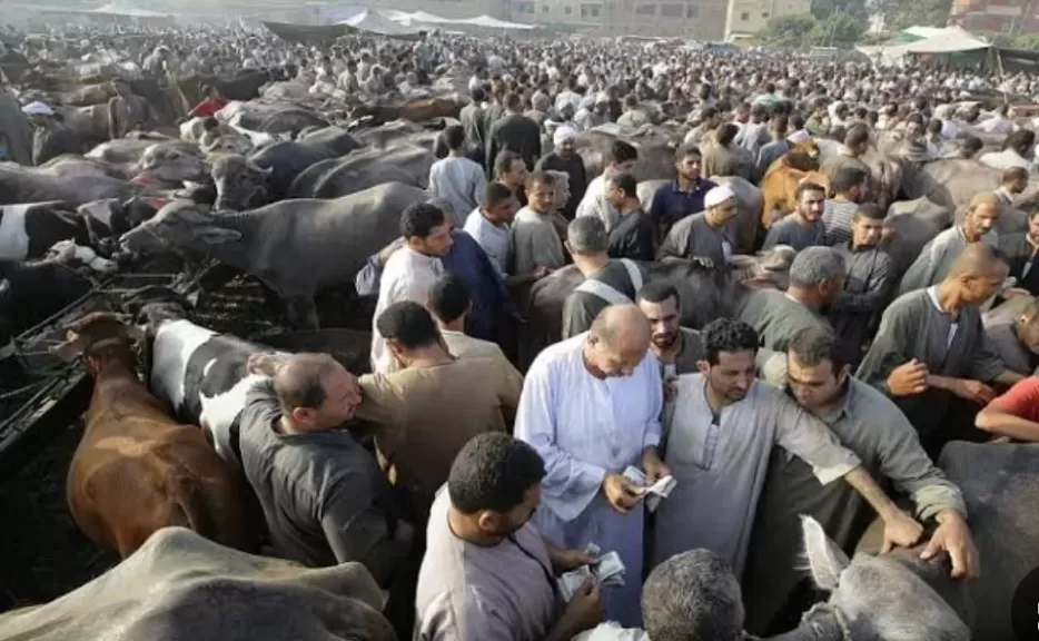 شراء الأضاحي بأحد الأسواق 