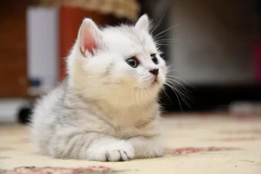 تفسير حلم رؤية قطة بالمنام